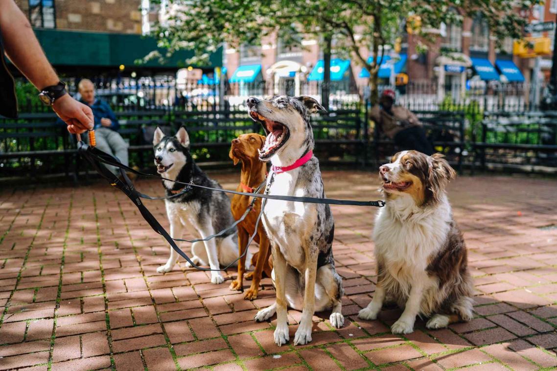 Je raadt nooit hoeveel kilometers baasjes afleggen met hun hond