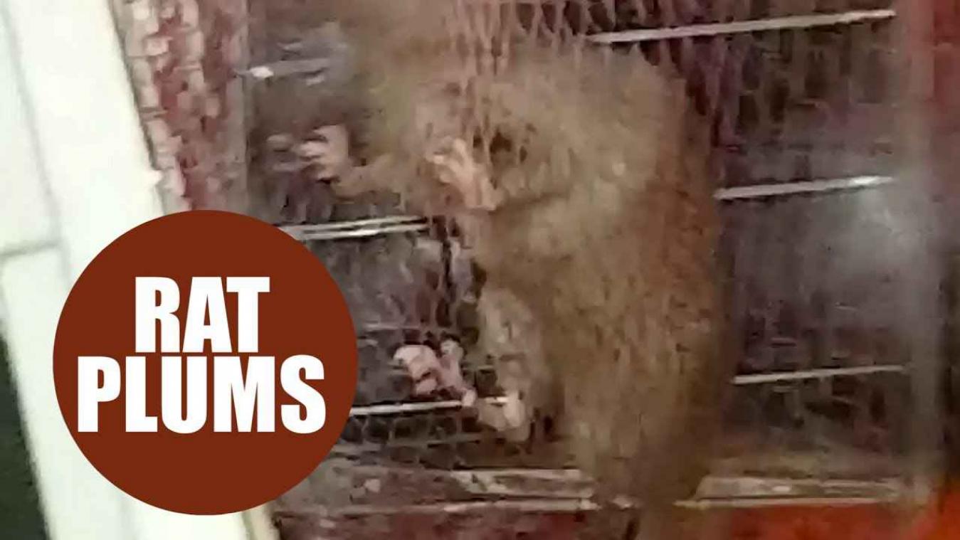 VIDEO. Vrouw krijgt bij pakje pruimen gratis rat mee