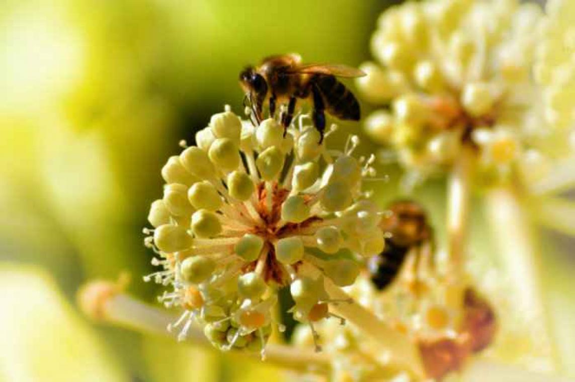 Wetenschappelijk bevestigd: pesticiden snoeien in bijenpopulatie