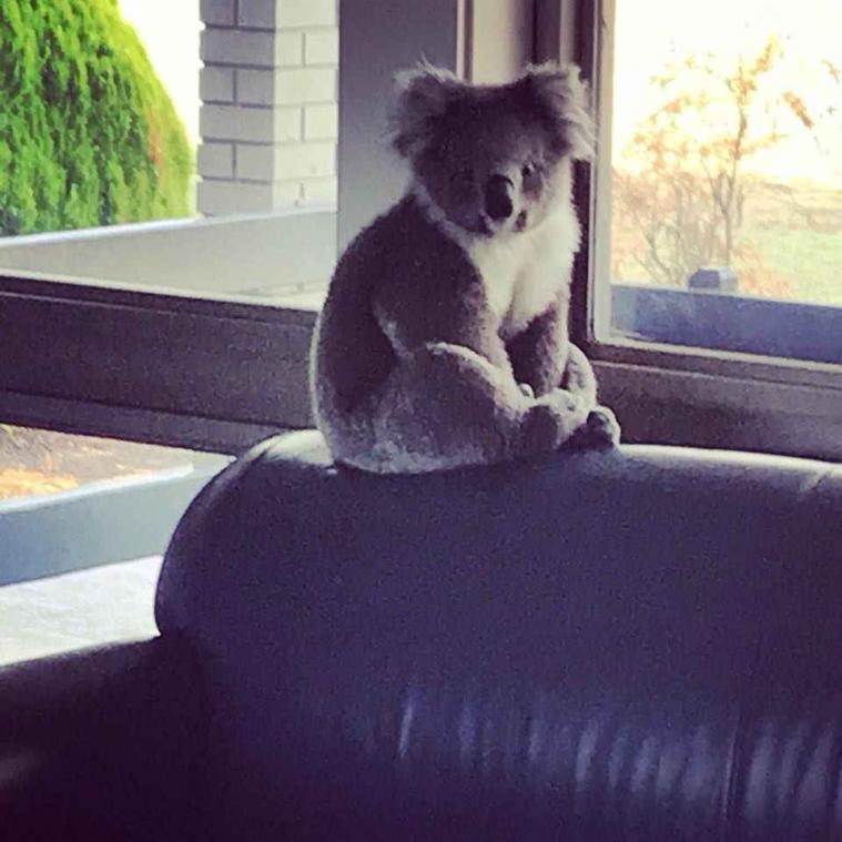 Koala breekt binnen in school om daar te overnachten