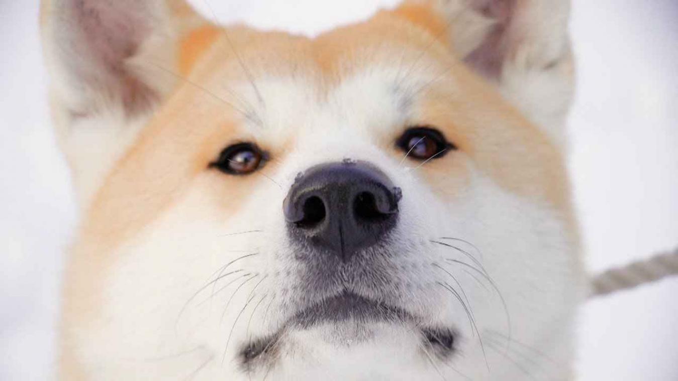 Google Dog View is gelanceerd in Japan