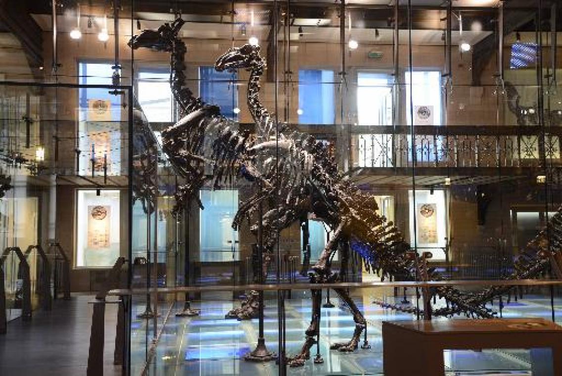 Sommige iguanodons van Bernissart zijn Mantellisaurussen, doodsoorzaak was mogelijk gif