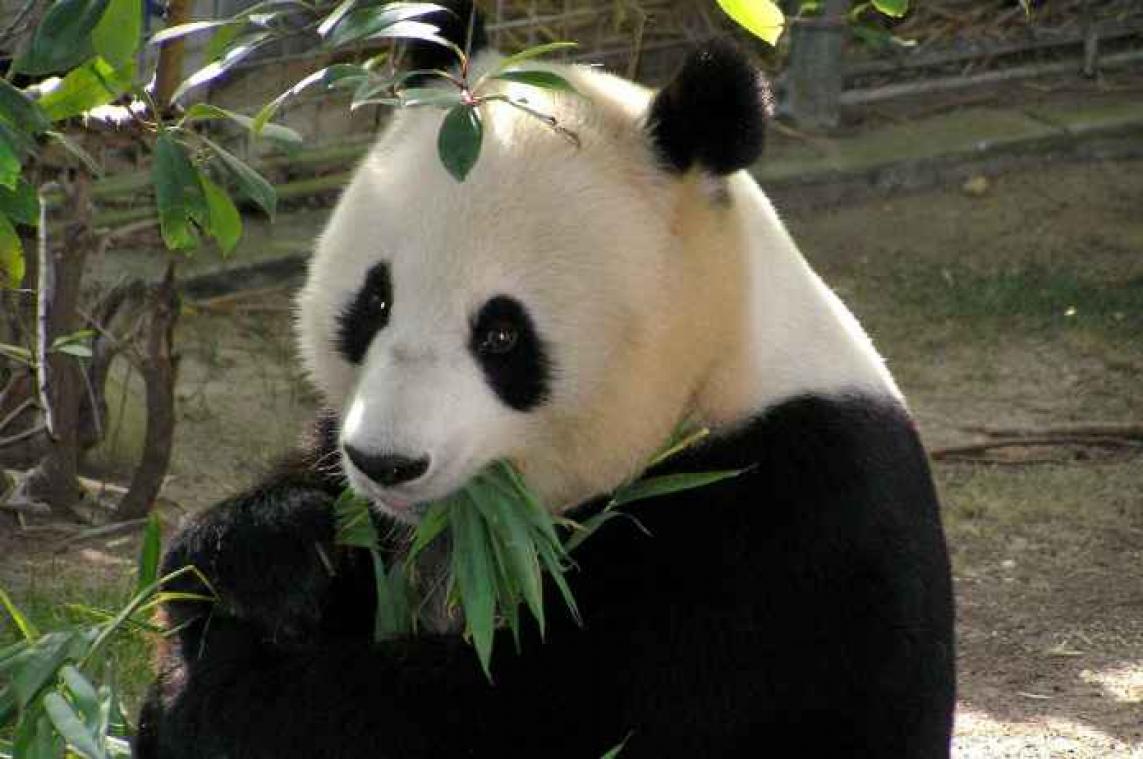 Pandapark van 1,3 miljard euro moet voortbestaan van de soort verzekeren