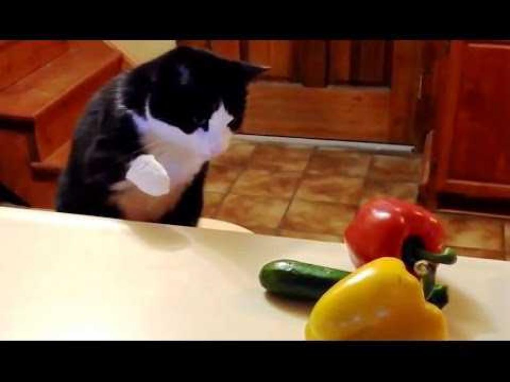 Katten doodsbang voor komkommers