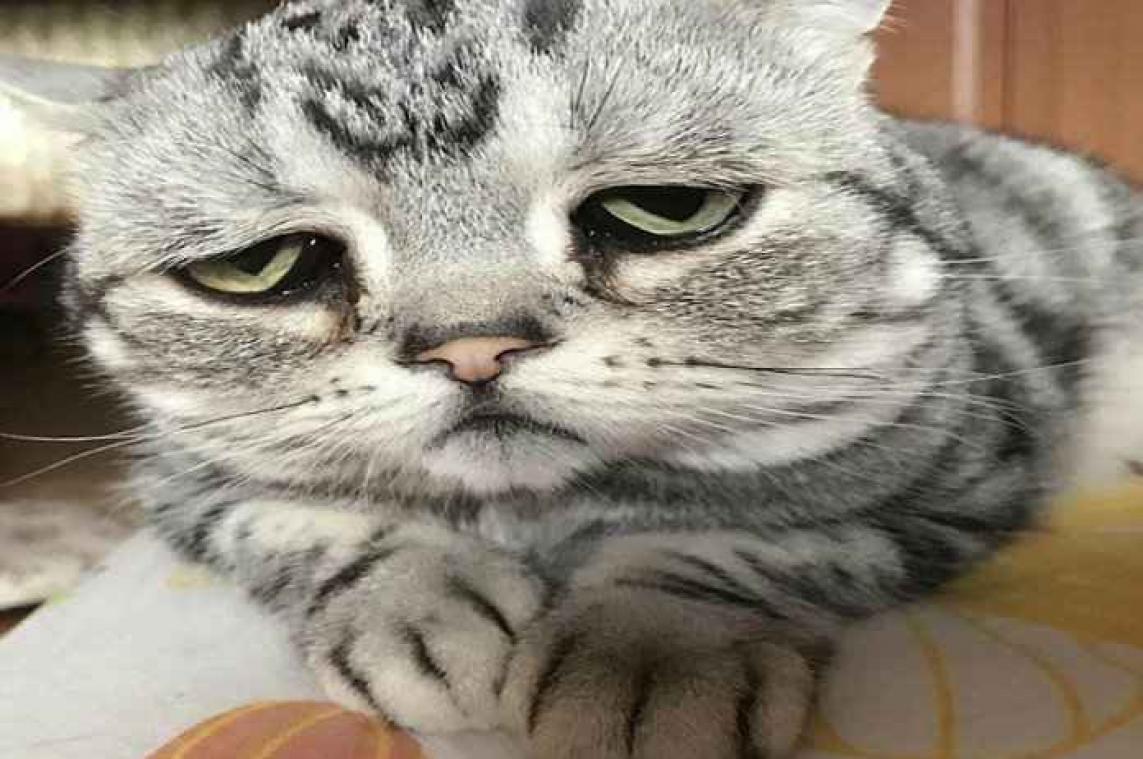 Verdrietig poesje 'Luhu' is de nieuwe kattenster op Instagram