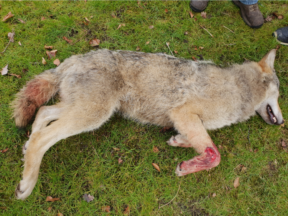 Tweede wolf doodgereden in Limburg