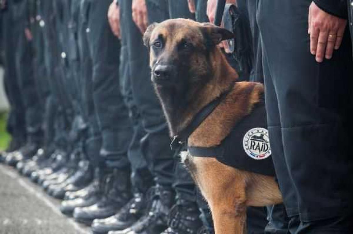 Terroristen doden dappere speurhond Diesel