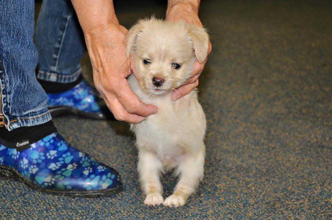 Kleine puppy met twee poten krijgt rolstoel