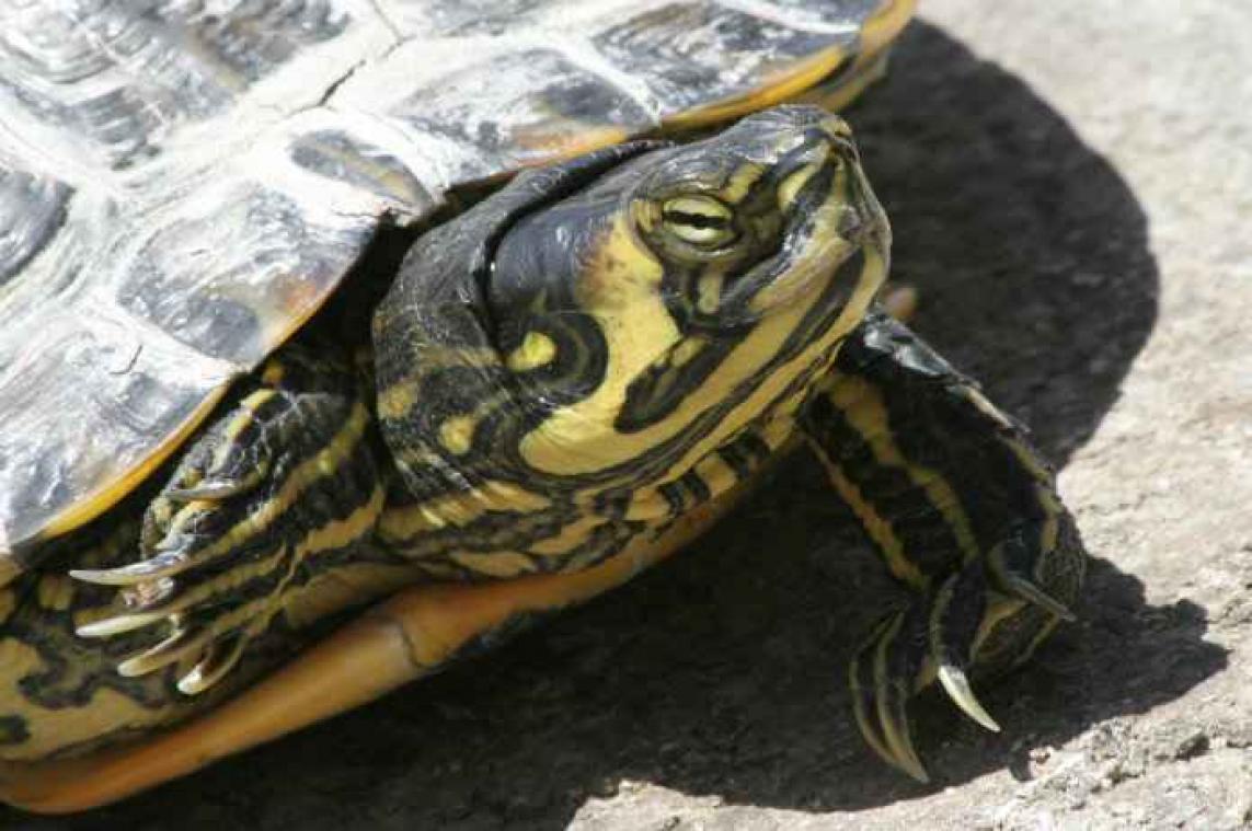 Leraar geeft vleesetende schildpad een puppy als snack