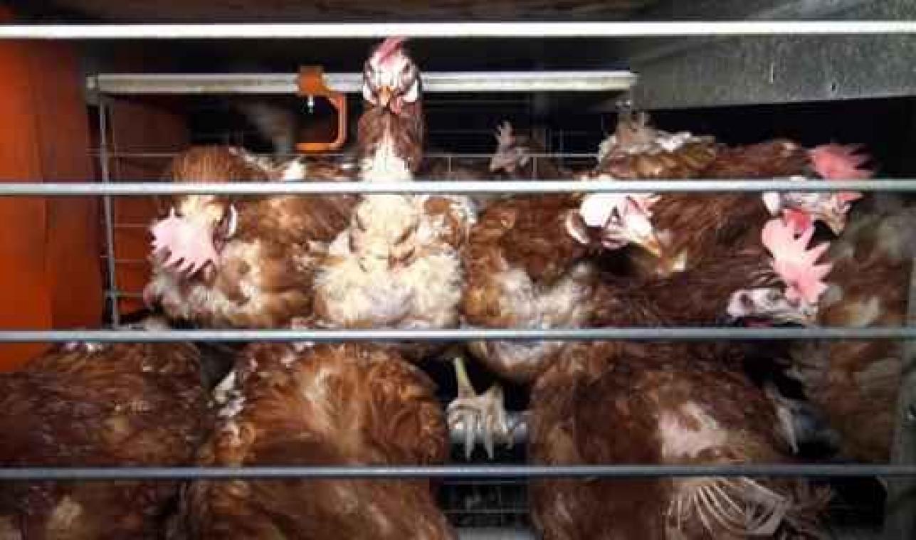 Kippenkeurmerk onderzoekt herkomst beelden