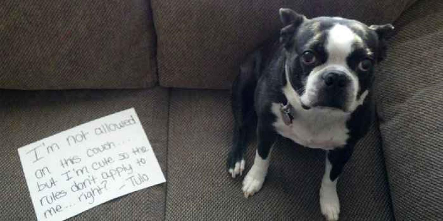 Honden kennen geen schaamte ondanks hun schuldige kop