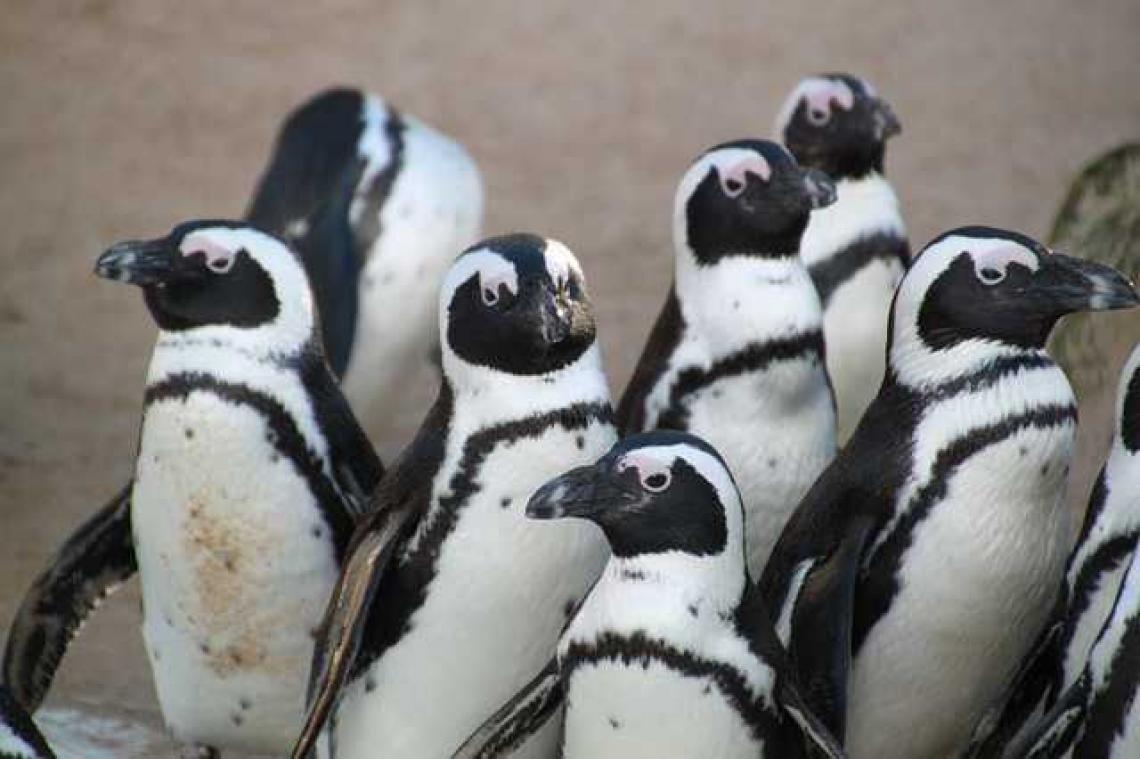 Ontsnappingspoging pinguïns mislukt