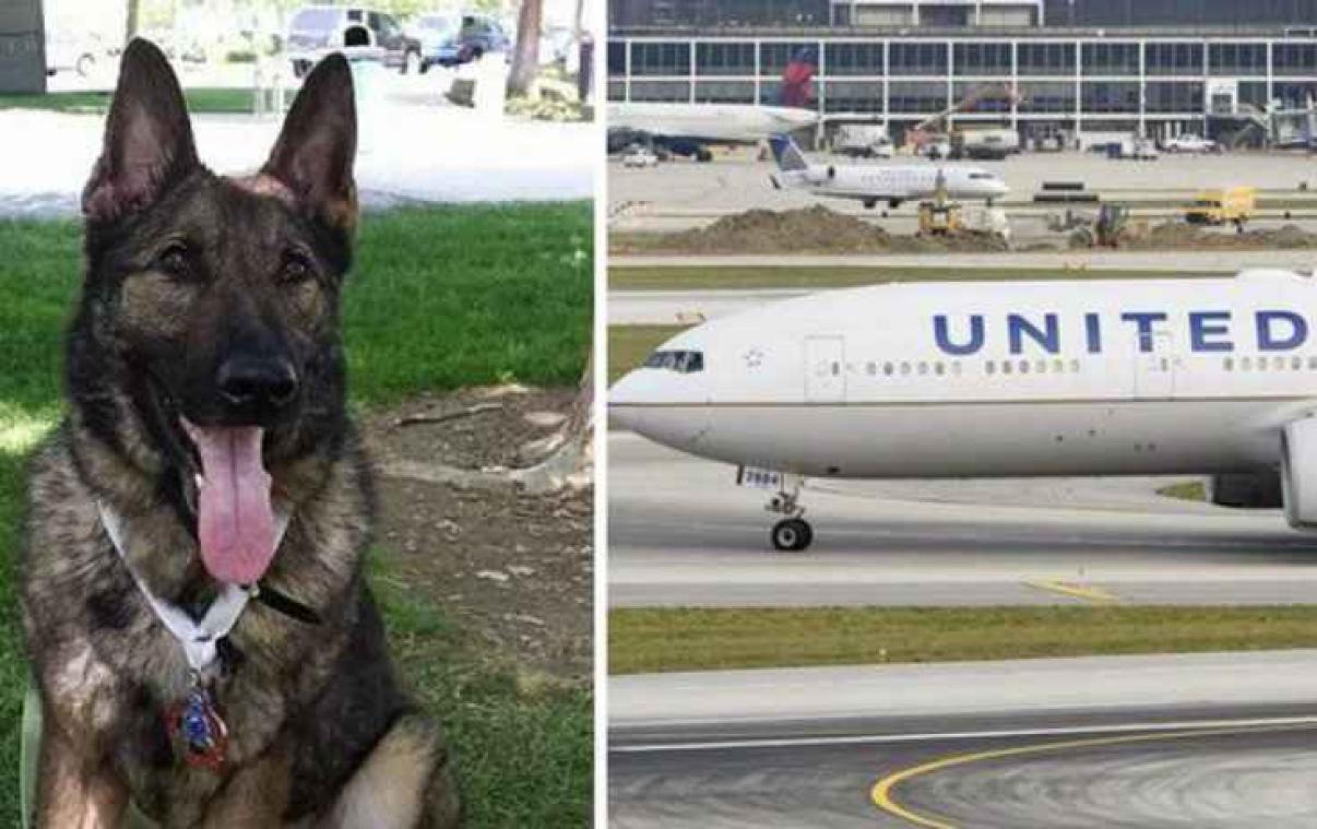 Luchtvaartmaatschappij stuurt hond per ongeluk naar andere kant van de wereld