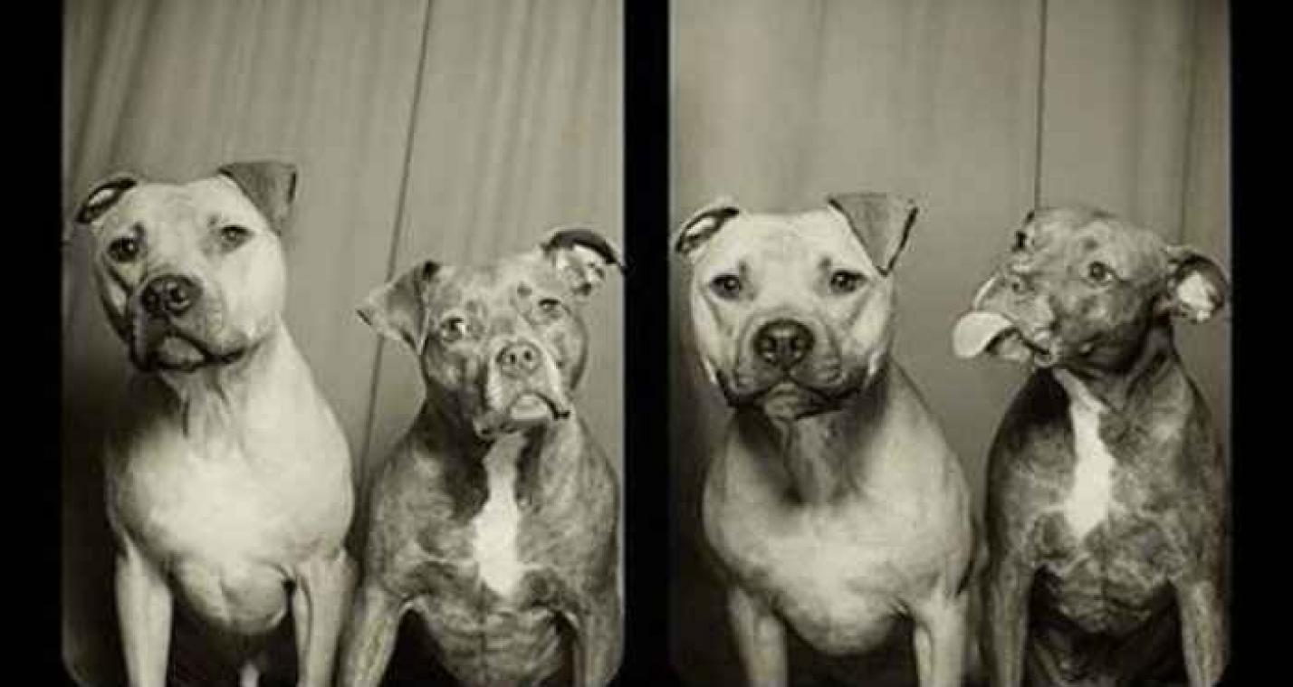 Pitbulls doen even gek als mensen in een fotohokje