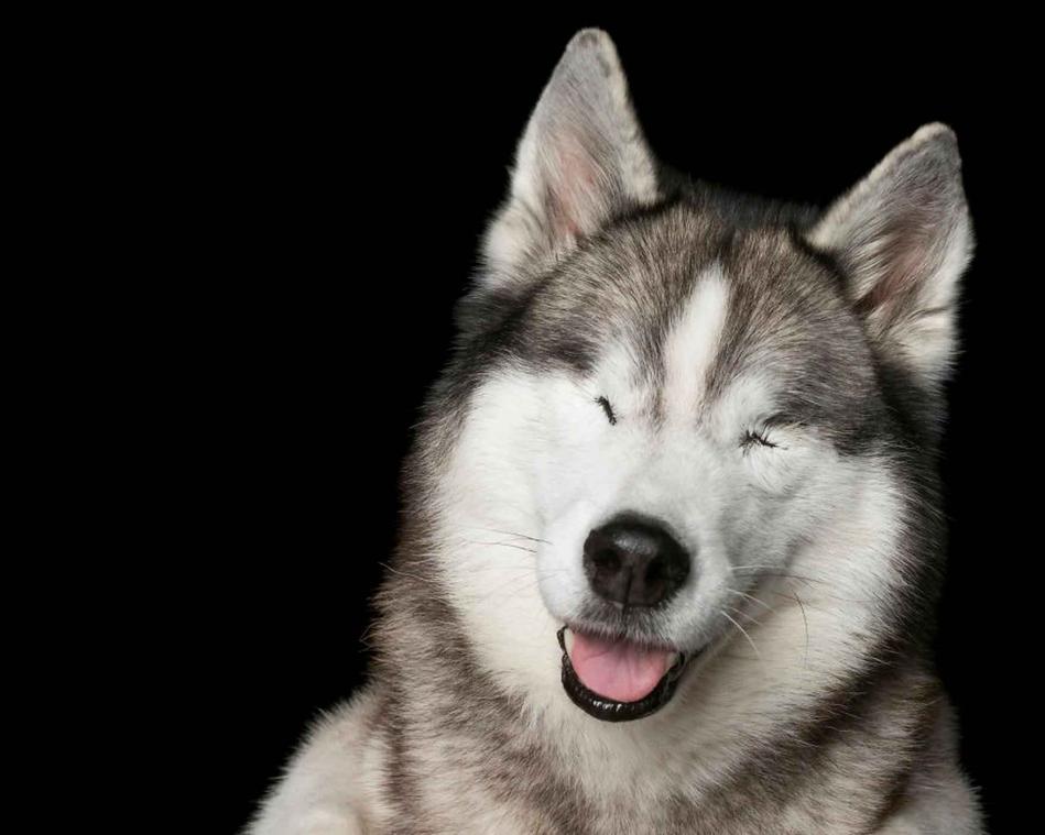 IN BEELD. Honden met een beperking