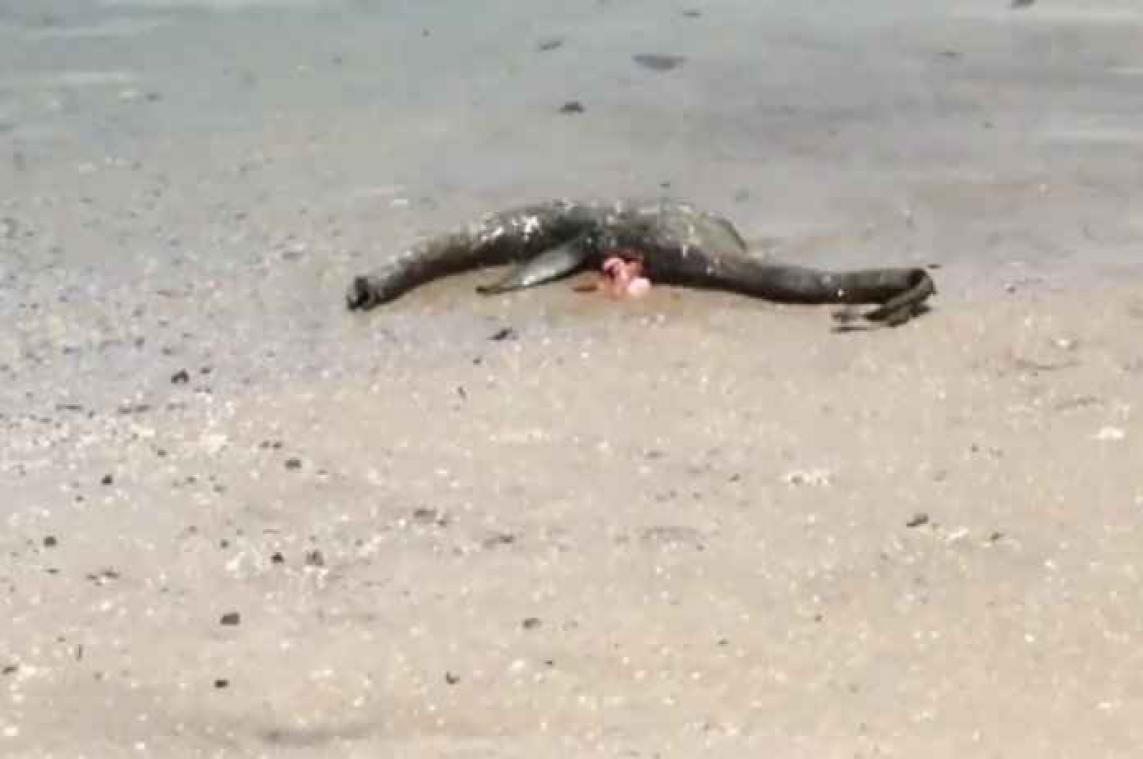Man vindt Amerikaans Monster van Loch Ness