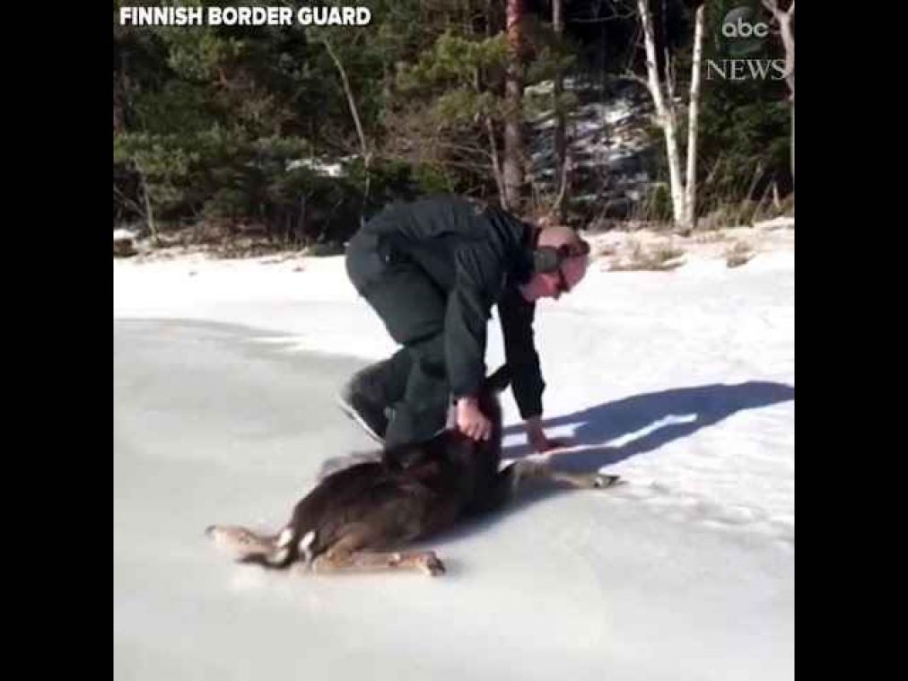 VIDEO. Finse patrouille redt Bambi van een vreselijke dood
