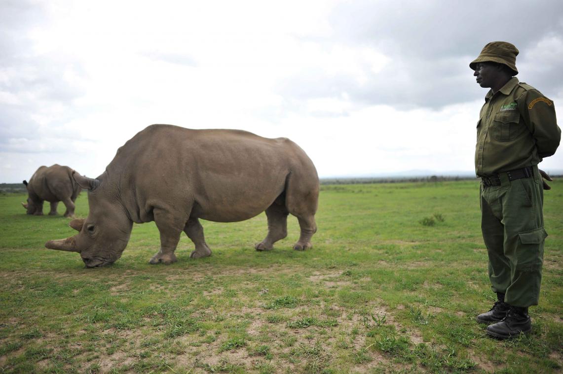 Laatste mannelijke noordelijke witte neushoorn is gestorven