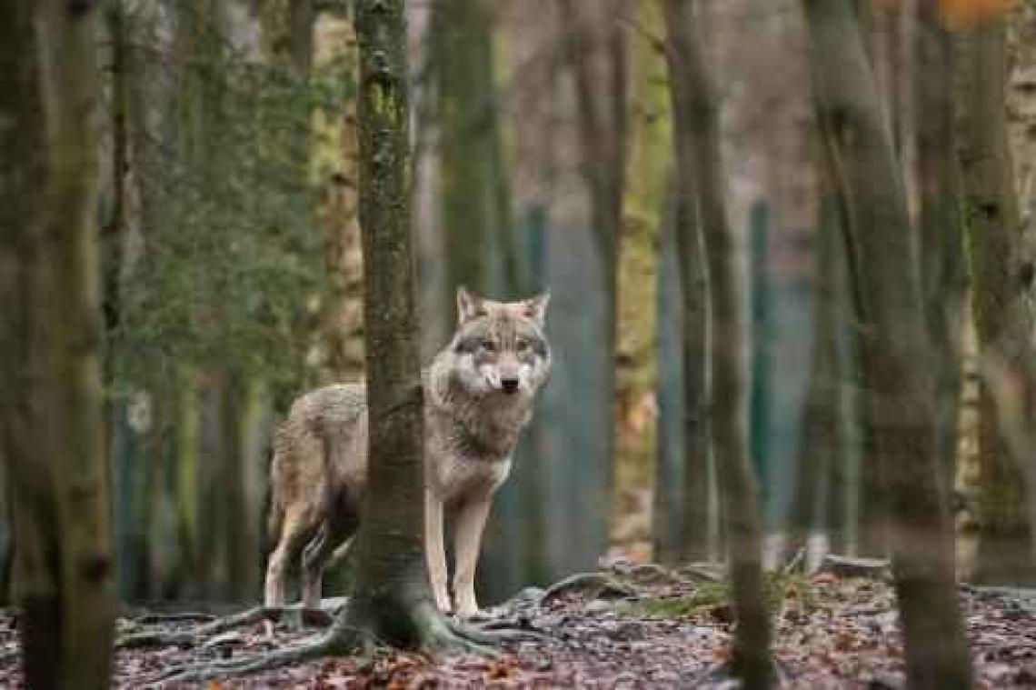 Vzw Landschap signaleert wolf in het Ardeense dorpje Bérismenil
