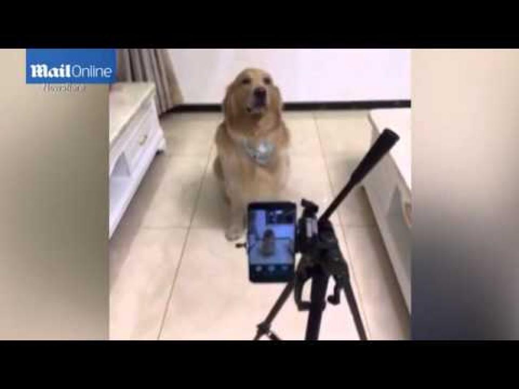 Deze hond kan lachen op commando