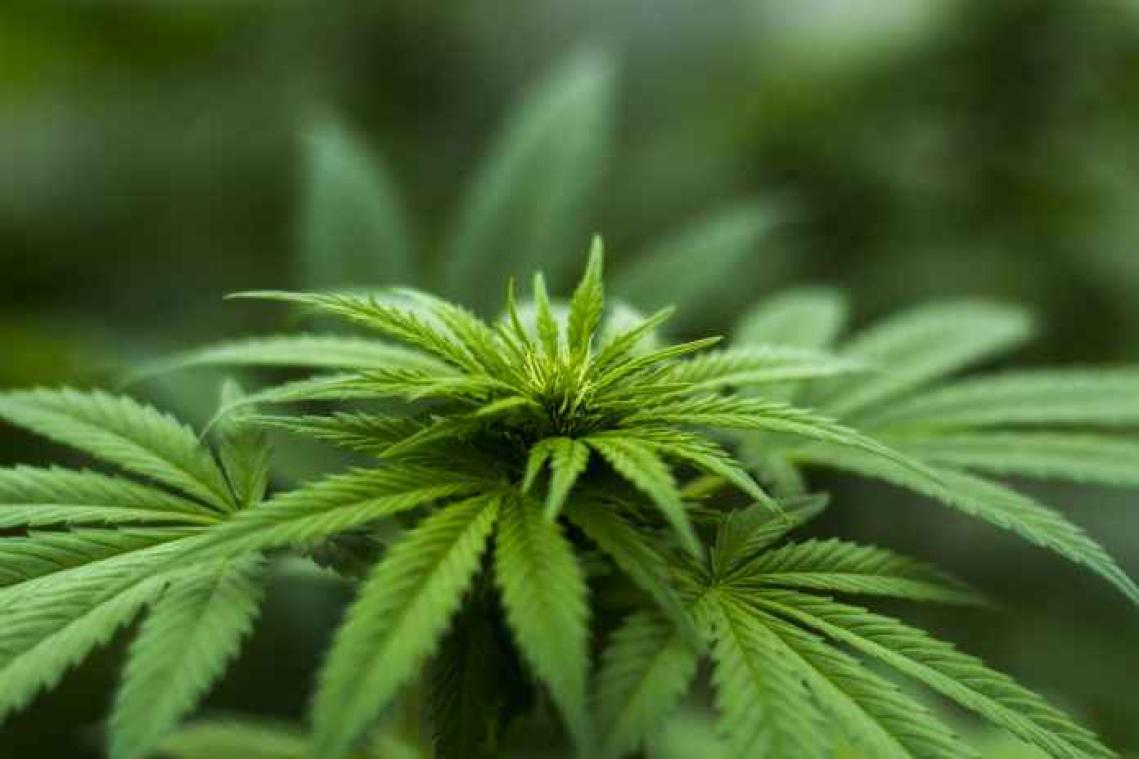 Canadese universiteit biedt studierichting 'Cannabis' aan