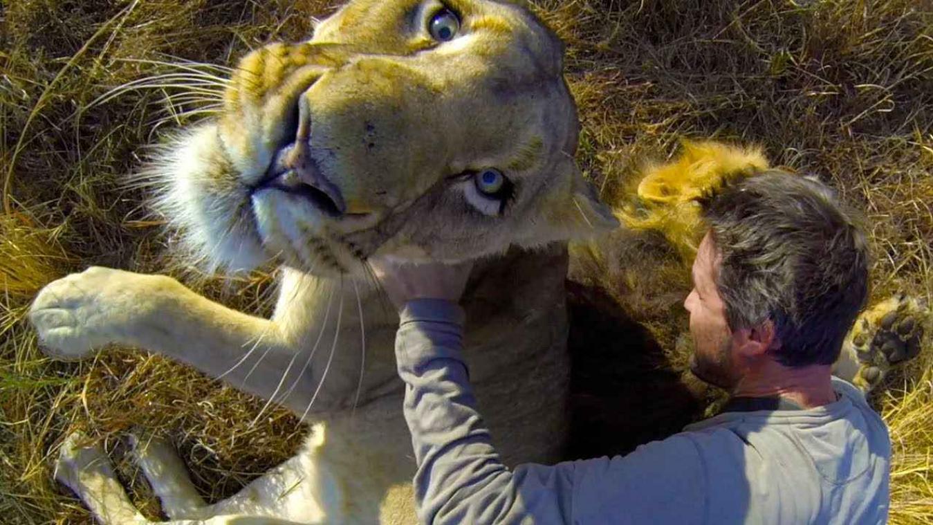 Dierenverzorger Richardson krijgt een indrukwekkende begroeting van leeuwen