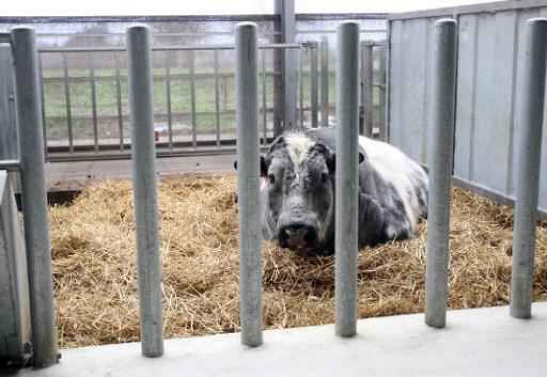 Waalse vleesverwerker verkocht Frans rundsvlees als Belgisch witblauw