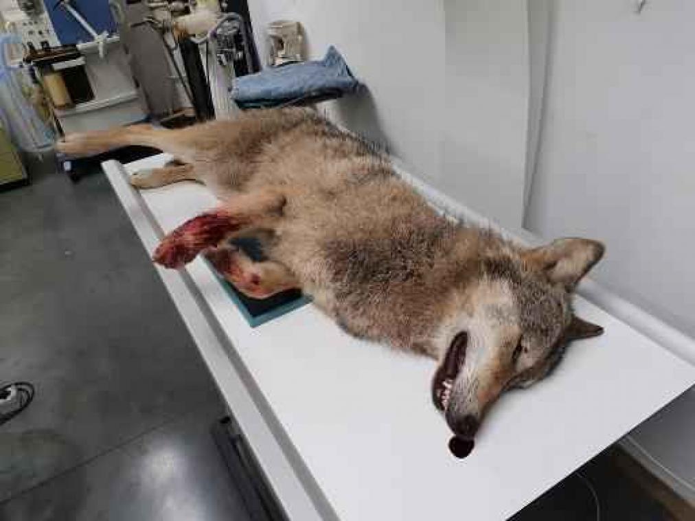 Wolf in Opoeteren afkomstig van Centraal-Europese populatie