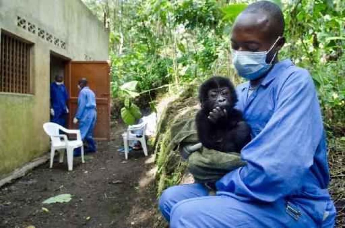 27 mensen vrijgelaten na ontvoering in natuurreservaat voor gorilla's in Congo