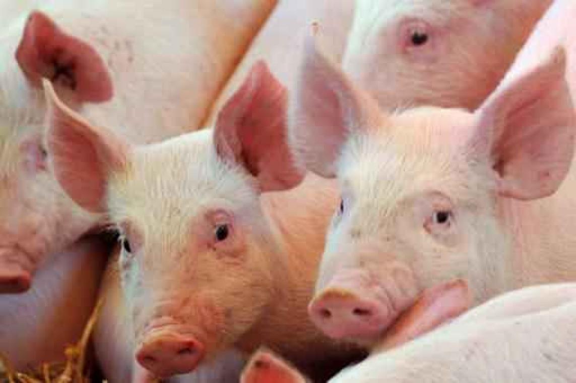 GAIA vraagt consument geen parmaham meer te kopen na beelden van dierenmishandeling