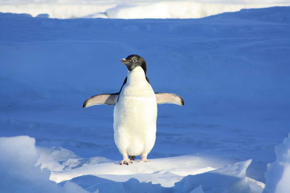 Veiligere vliegtuigen dankzij pinguïns