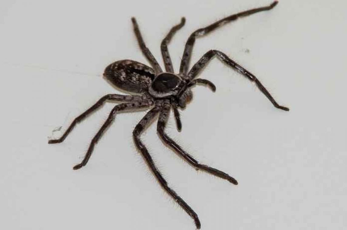 Reuzenspin bezorgt passagiers engste vlucht van hun leven