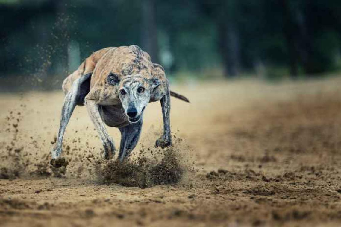 Racehonden betrapt op cocaïnegebruik