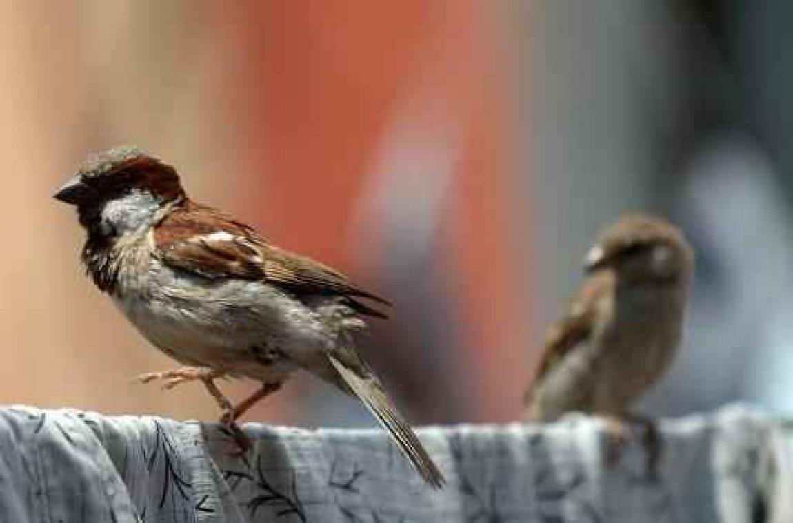 Natuurorganisaties roepen op om mussen te tellen tijdens paasweekend