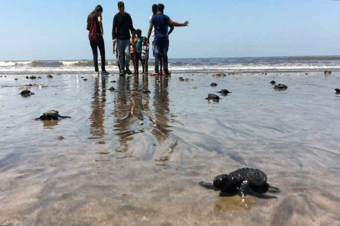 Indiaas 'vuil' strand is nu broedplaats voor schildpadden