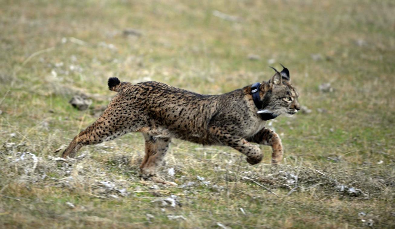 50.000 konijnen redden bedreigde Iberische lynx