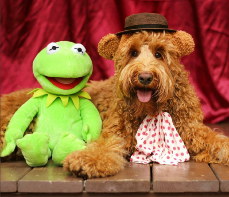 Oliver, een hond met gevoel voor mode