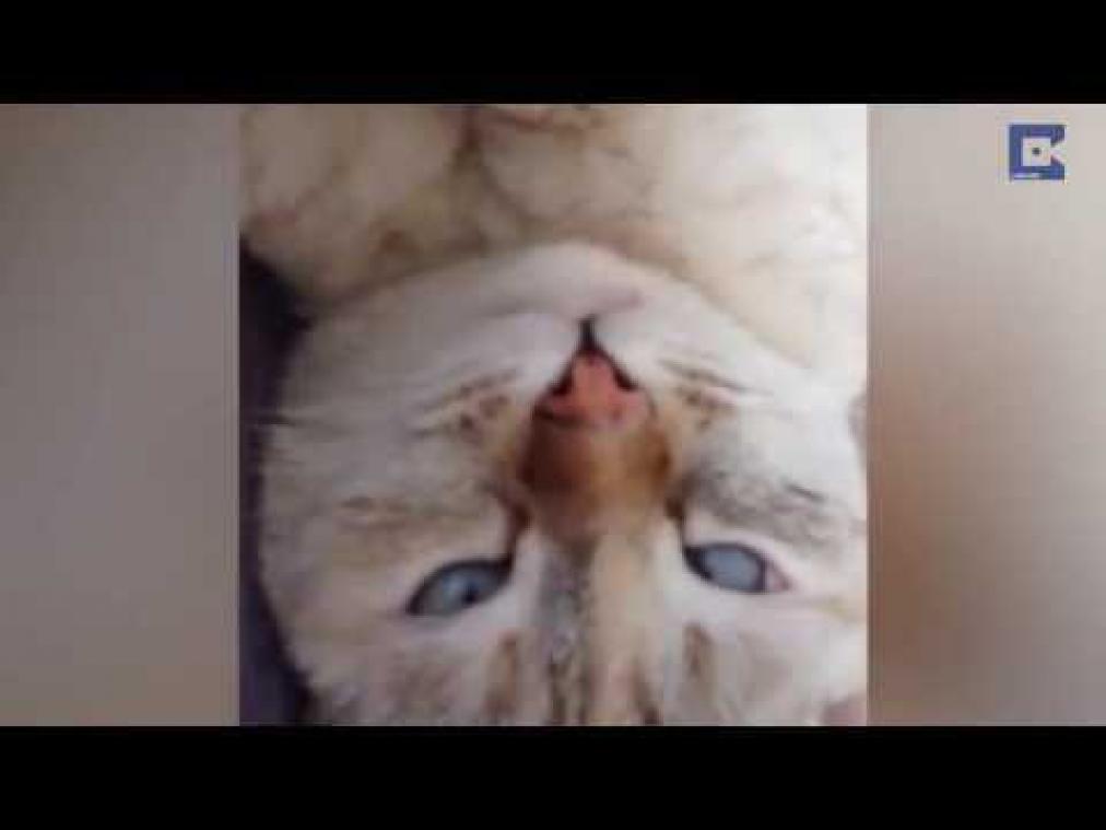 Scheel kijkende kat is internetsensatie