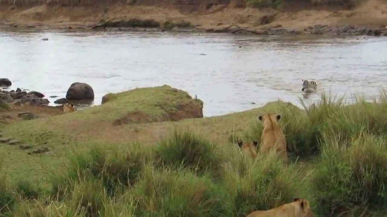 Zebra ontsnapt op het nippertje aan de dood