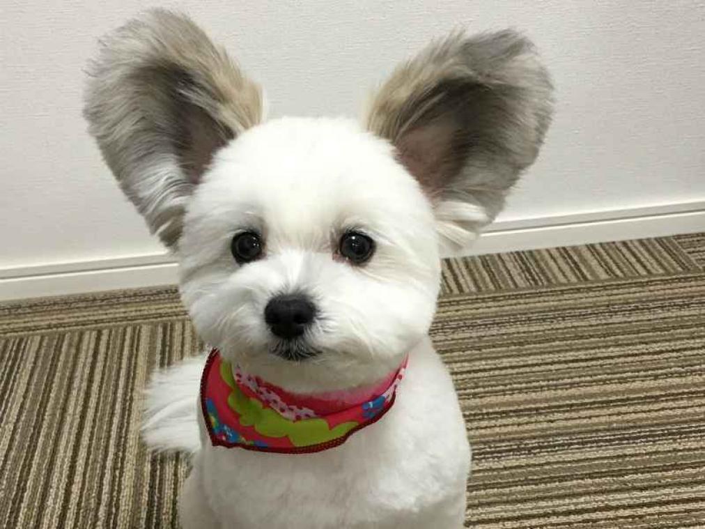IN BEELD. Hond lijkt verdacht veel op Mickey Mouse