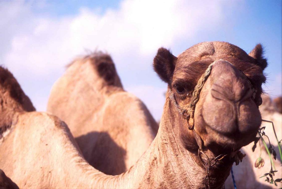 Haha: bereken hoeveel kamelen je partner waard is