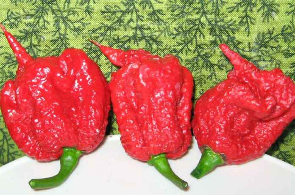 Amerikaan is knock-out na het eten van heetste peper ter wereld