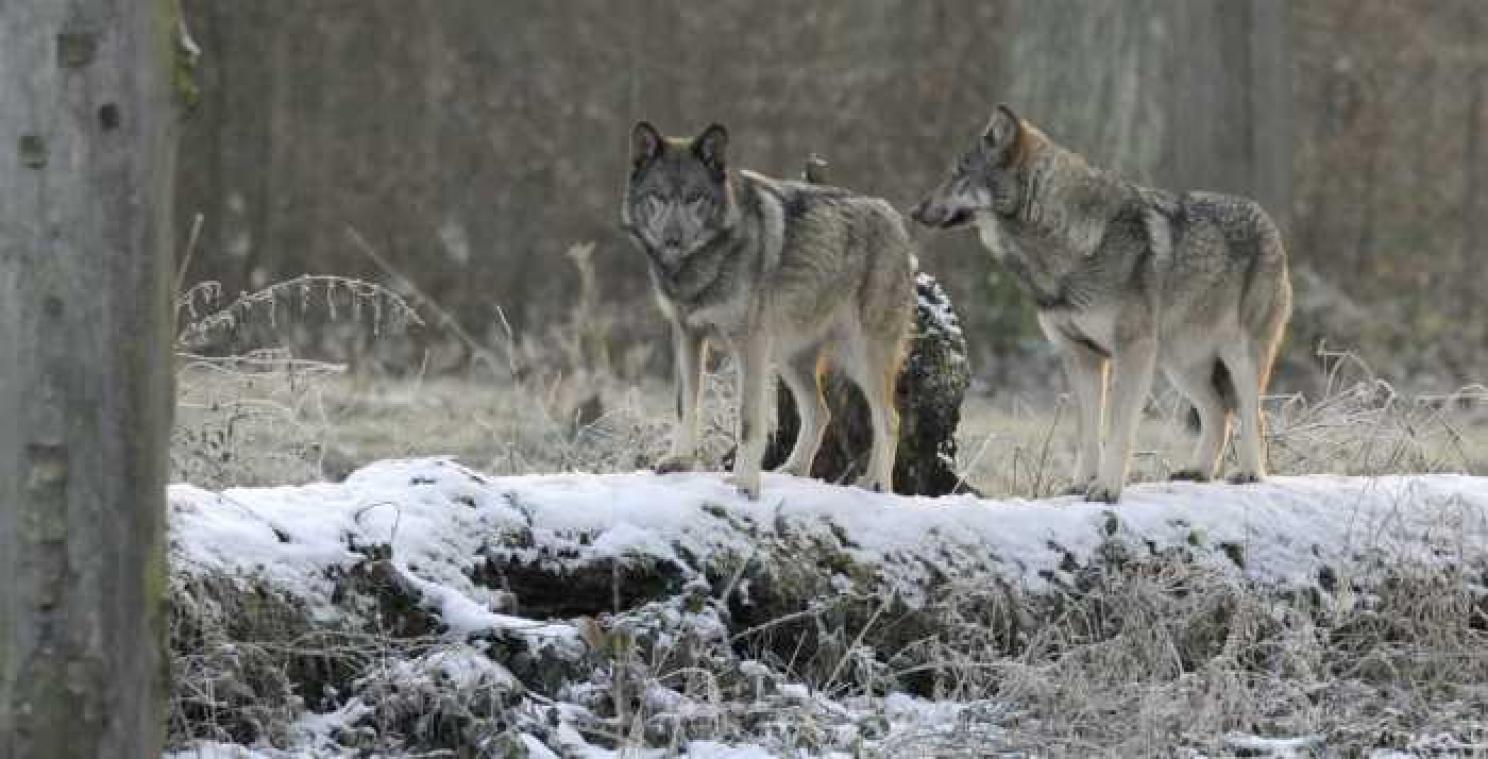 Meer dan 11.000 jagers voor 16 wolven