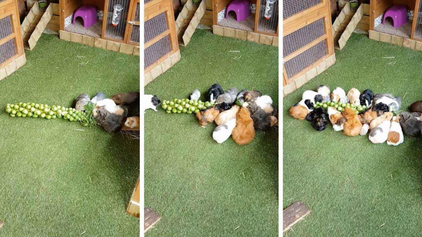 VIDEO. Schattige cavia's smullen berg spruiten op