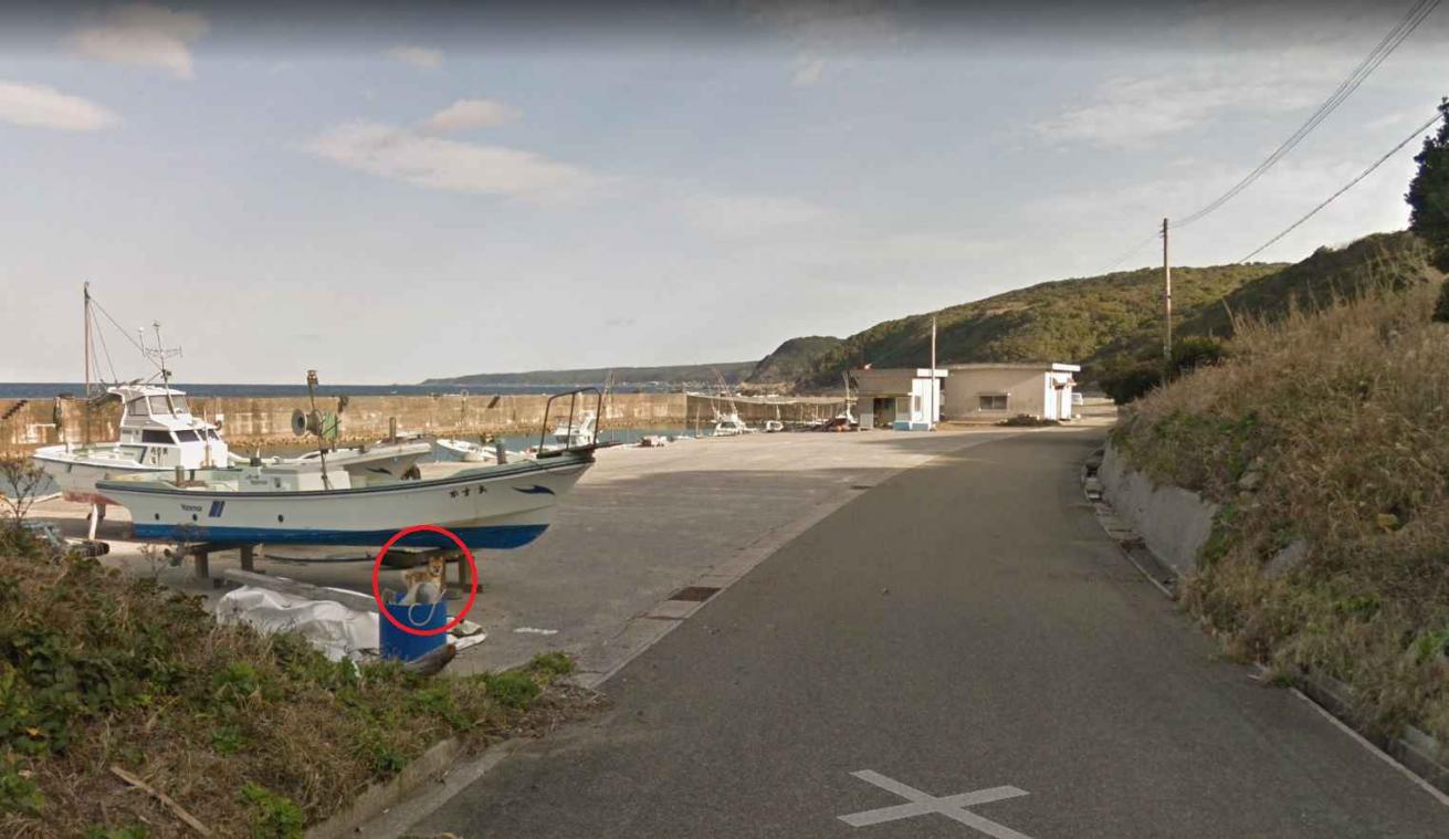 Schattig: hond 'photobombt' Google Street View