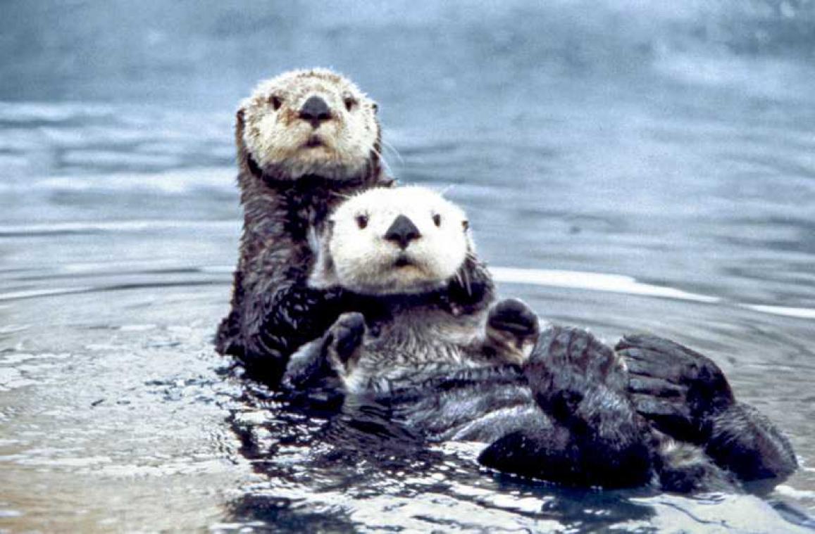 Dit wist je vast en zeker nog niet over de zeven meest ondergewaardeerde dieren