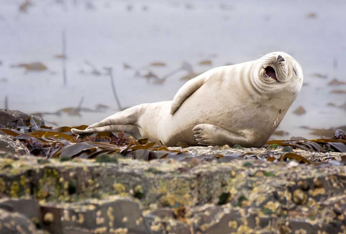 De grappigste dierenfoto's van 2015