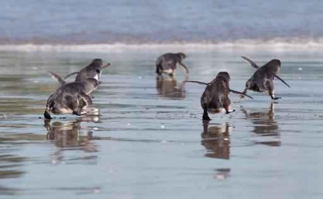 Duizenden dwergpinguïns gestorven aan Nieuw-Zeelandse kust