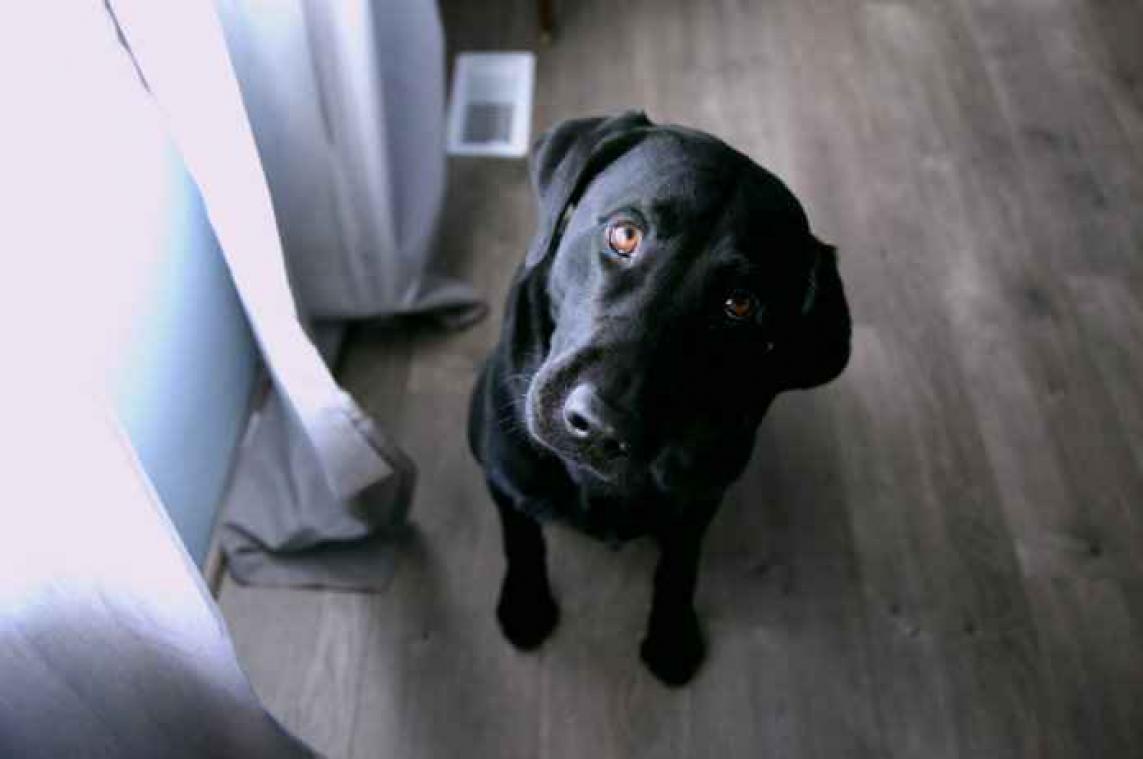 Vrouw moet hond delen met buurman na bittere ruzie