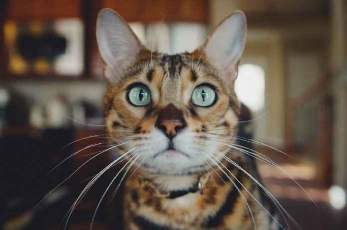 Mysterie opgelost. Daarom volgen katten ons naar het toilet